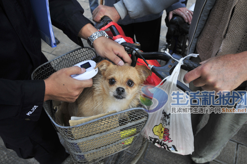 送都送不掉老人把狗上交民警