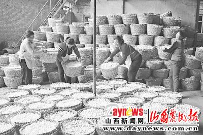 阳城县大力v视频视频实现新技术秋蚕增产养蚕科学网址大全图片