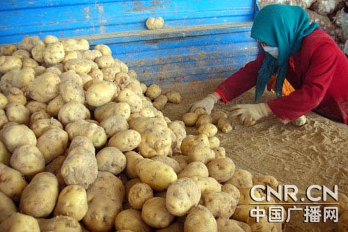 2009中国·定西马铃薯大会今天召开
