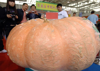 超级南瓜现身廊坊农交会