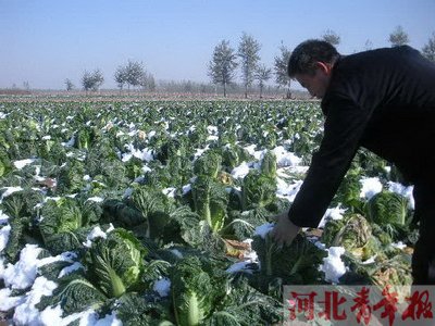 早雪冻伤白菜 愁坏众菜农