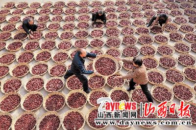 水城沁州杯新闻摄影大赛:稷山县板枣产量高达