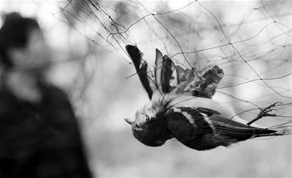 张网捕鸟 杀手是他!