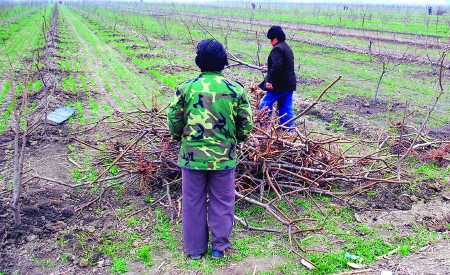 只为多领补偿款麦田转眼变果园 国土资源部门