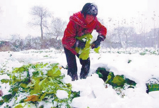 河南大雪封地 菜农在雪地用螺丝刀"撬菜"