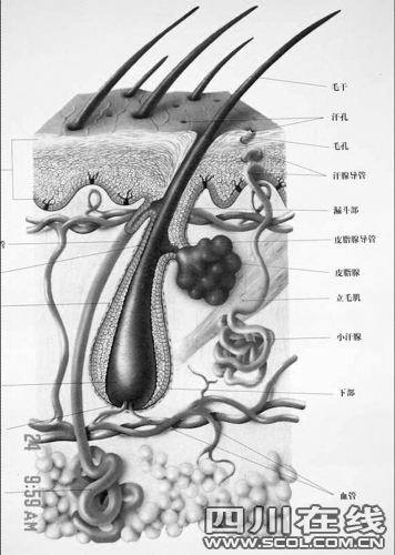 研究发现原来头发核心在于养毛囊