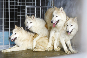 4只北极狼抵达小梅沙海洋世界极地动物馆,将扎根深圳