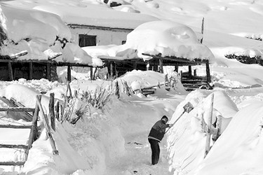 新疆阿勒泰雪灾导致36万人受灾