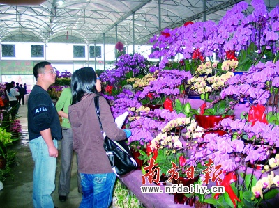 陈村迎春花市开锣淘花网同步上线