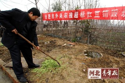 各地纷纷围剿毒豇豆