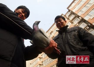 信鸽找到主人它原是"名门之后"