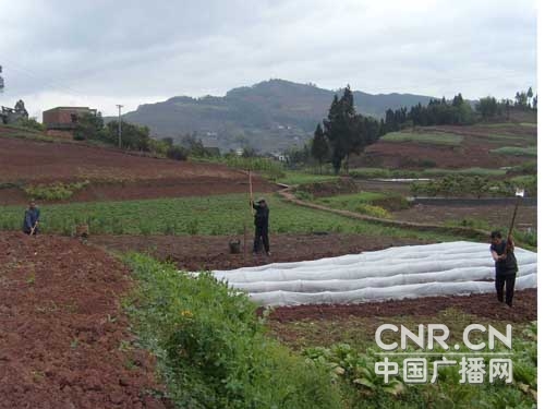 久旱逢甘雨四川宜宾县双龙农民抢播忙