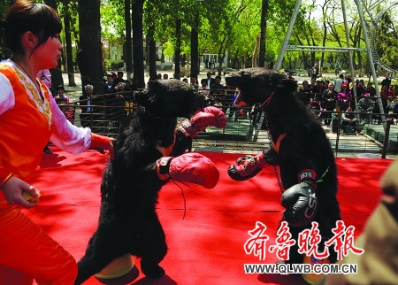 咱们到动物园看绝活去 济南动物园为游客备下