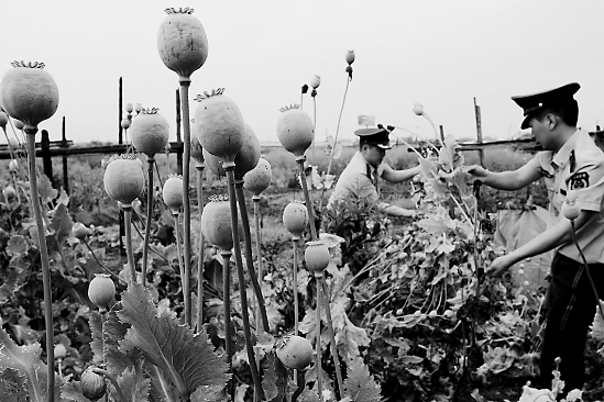 目前正是罂粟等毒品原植物的开花结果期,温州市边防支队部署开展为