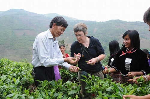 普洱、临沧茶业财富地图