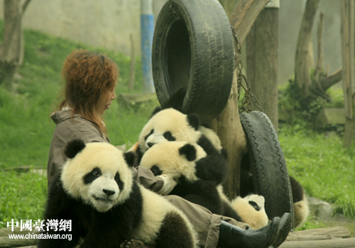 熊猫基地 1273967714_iGokem.jpg