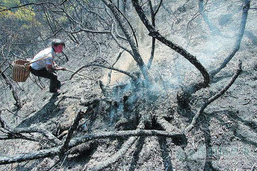 云南禄丰森林大火昨晨扑灭 多座山头被烧