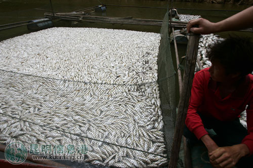 南盘江又死鱼苗20吨 养鱼专业户再遭重创