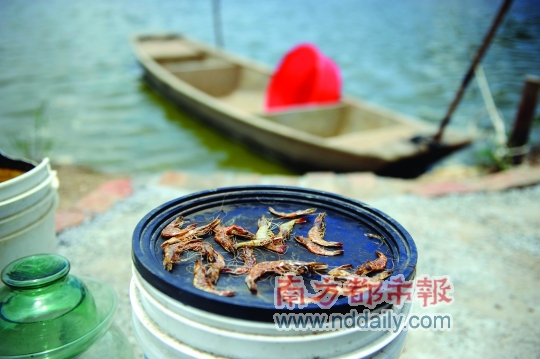 南美白对虾六月损失惨重 斗门养殖业受影响严