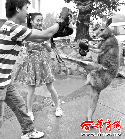 跳舞的袋鼠钢琴曲谱