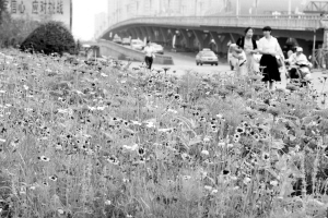 “野花”上道装扮街路花期更长