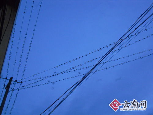 燕群每天准时造访大姚县城