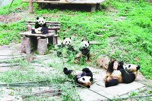 北京熊猫因肠系膜扭转去世发病到死亡仅数小时