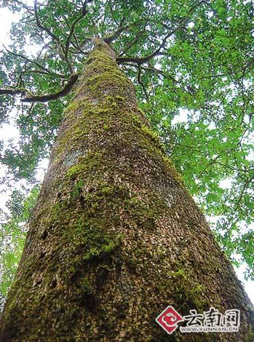 “植物大熊猫”华盖木回乡定居