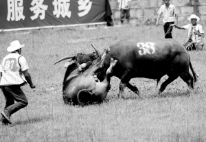 64头牛打擂“拱热”火把节