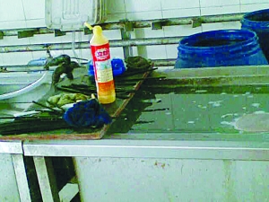 苍蝇横飞卫生堪忧