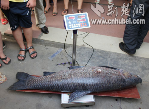 孝昌市民在水库钓起一条26.4公斤大青鱼(组图)