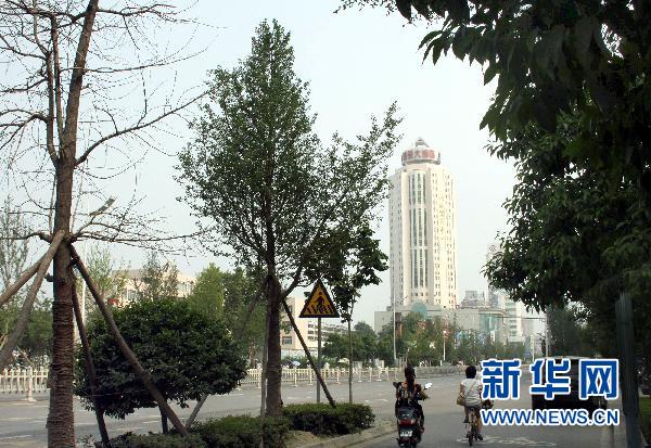 陕西汉中大量砍伐濒危水杉树引发市民非议