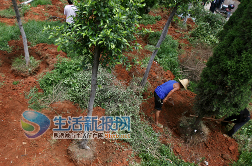 移树建车棚曙光小区住户有情绪