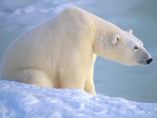 武汉东湖海洋世界引进北极熊十一将于游客见面
