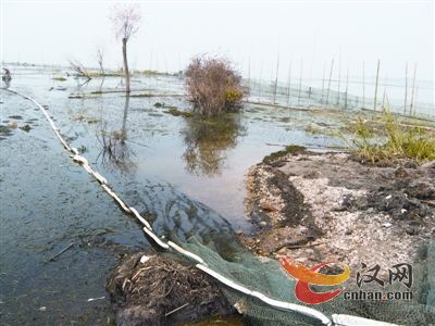 梁子湖遇12年最重生态危机