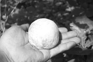 扎兰屯发现球形蘑菇重约半斤