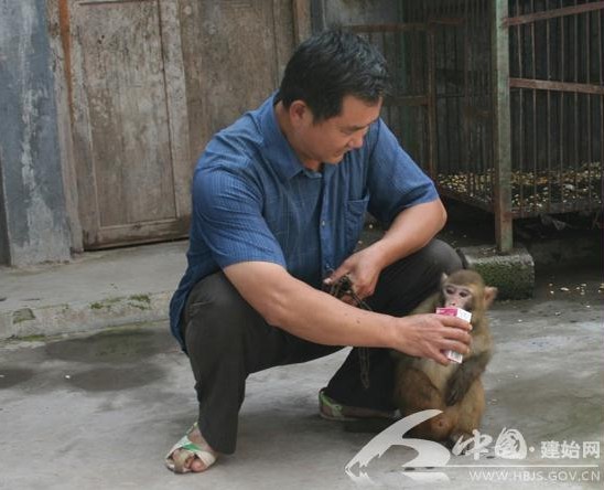 建始受伤小猕猴“丑丑”康复被送回森林