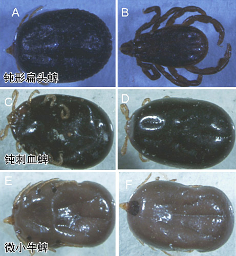 伺机作案50种蜱虫盘踞云南