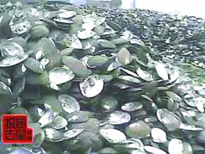 白色珍珠粉原料竟是黑贝壳