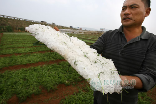 前晚一场冰雹来袭昆明晋宁数百亩蔬菜遭殃