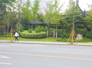 据无锡市绿化质量监督管理中心徐主任介绍,无锡目前有数十万棵行道树