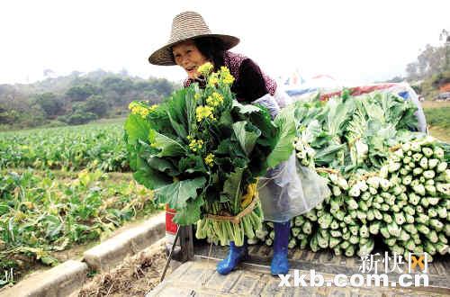 增城迟菜心早熟十几天