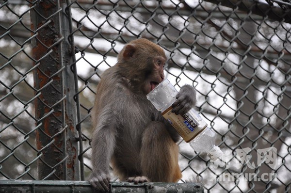 佘山森林公园猴子伤人续:5只顽猴在逃 景点已