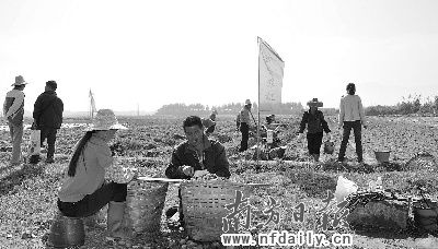 马铃薯地上，处处可见农民忙碌的身影，有的在抢收，有的在田间铺盖稻草“保暖”。南方都市报记者 田飞 摄