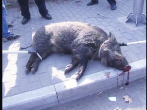 因为怕这只野猪伤人,民警后来将其击毙拖离了现场.