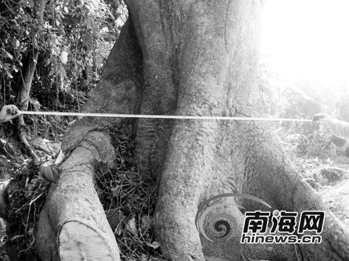 被砍伐的大树最大直径达180厘米。