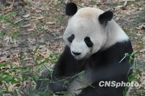 资料图：大熊猫“添添”中新社发吴庆才 摄