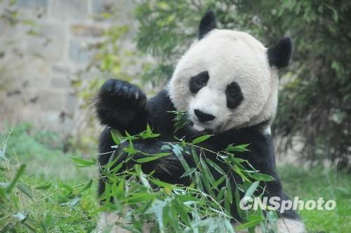 资料图：大熊猫“美香”中新社发吴庆才 摄