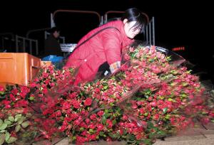 从昆明到青岛:羞答答的玫瑰 情人节扑腾腾地涨