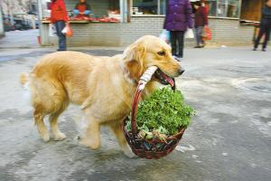 金毛犬毛毛的“管家”生活